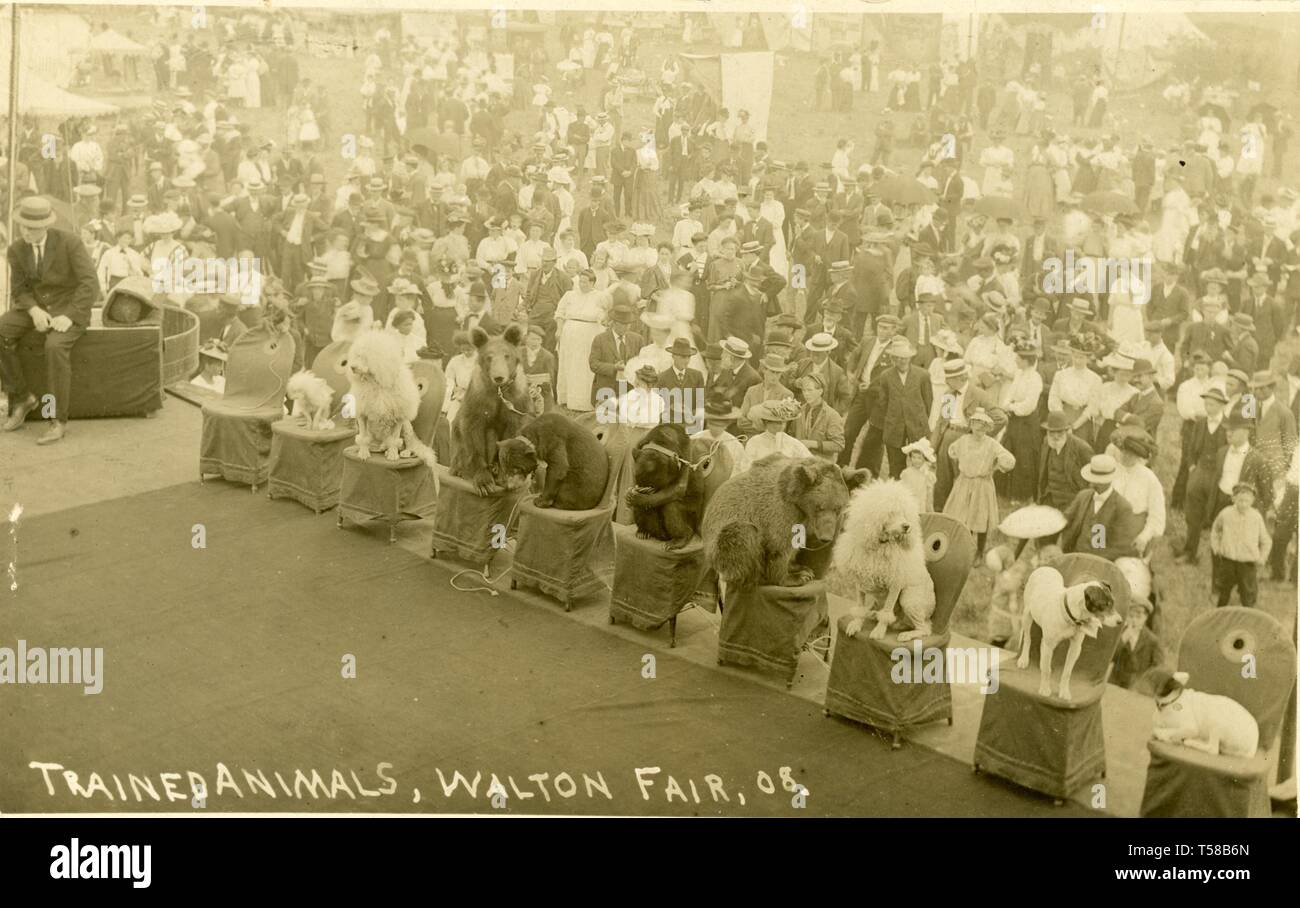 Trained animals at the Walton, NY fair, 1908. RPPC Stock Photo Alamy