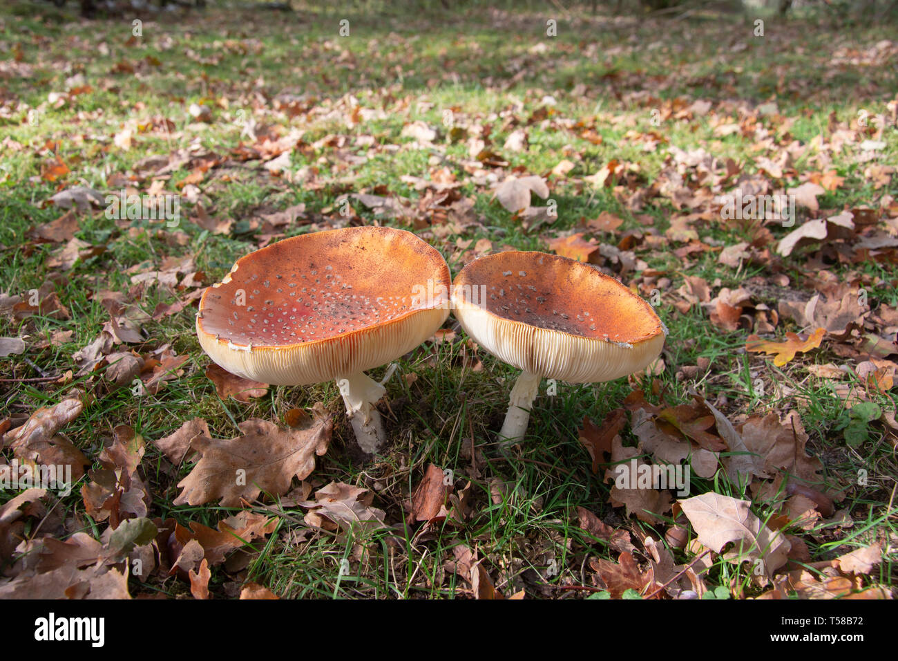 Two Amanita muscaria, commonly known as the fly agaric or fly amanita next to each other Stock Photo