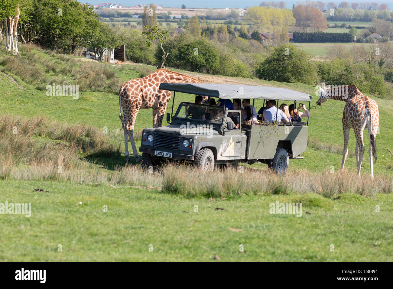 Port lympne giraffe hi-res stock photography and images - Alamy