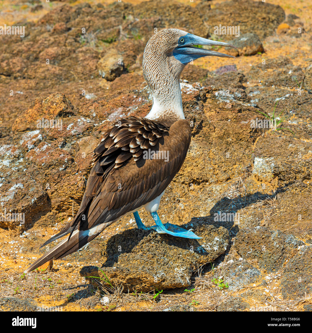 A single blue footed booby (sula nebouxii) on the volcanic rock of San Cristobal Island, Galapagos national park, Ecuador. Stock Photo