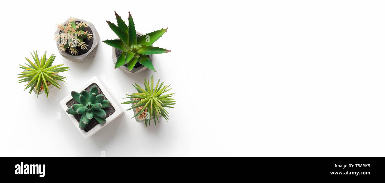 Different succulent and cacti plants in pots on white background Stock Photo