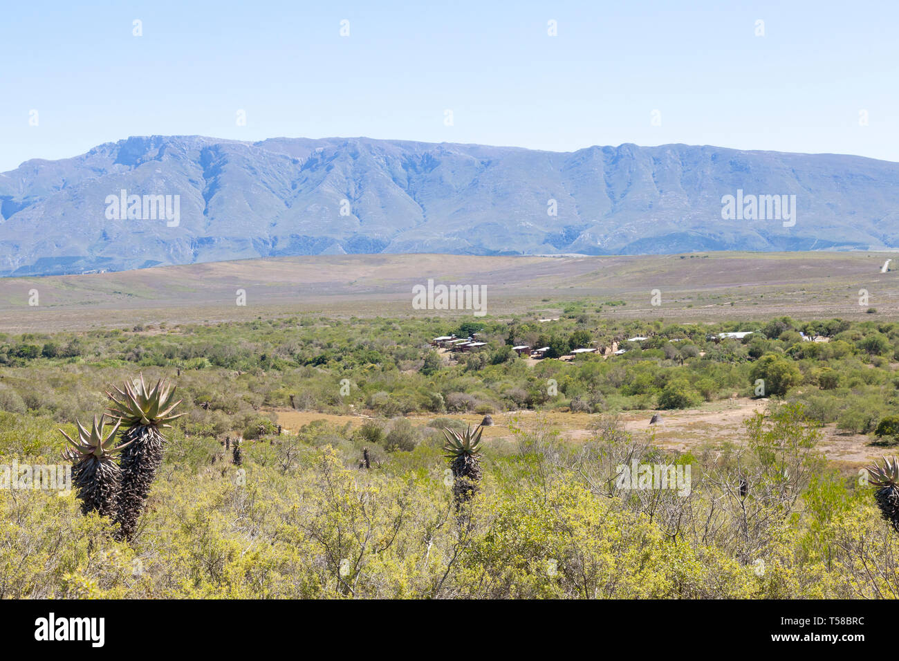 Renosterveld vegetation and Riviersonderend Mountains with campsite and rest camp, Bontebok National Park,  Swellendam, Western Cape, South Africa Stock Photo