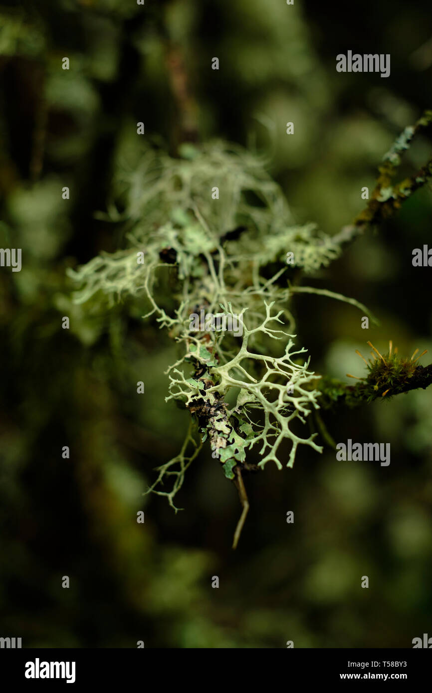 A fruticose lichen is a form of lichen fungi that is characterized by a coral-like shrubby or bushy growth structure. Stock Photo