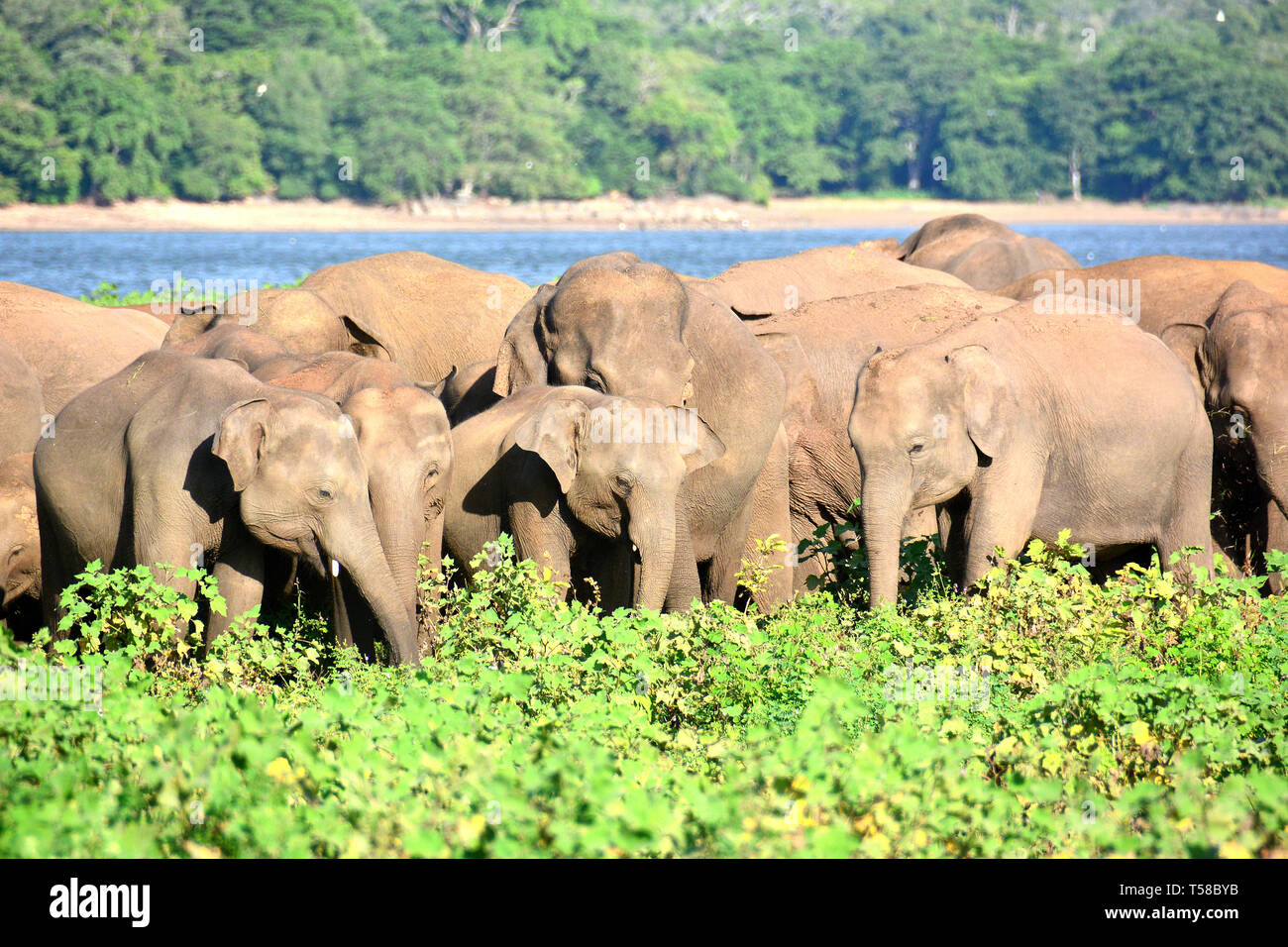 Sri Lankan Elephant Elephas Maximus Maximus Minneriya National Park Sri Lanka Ázsiai