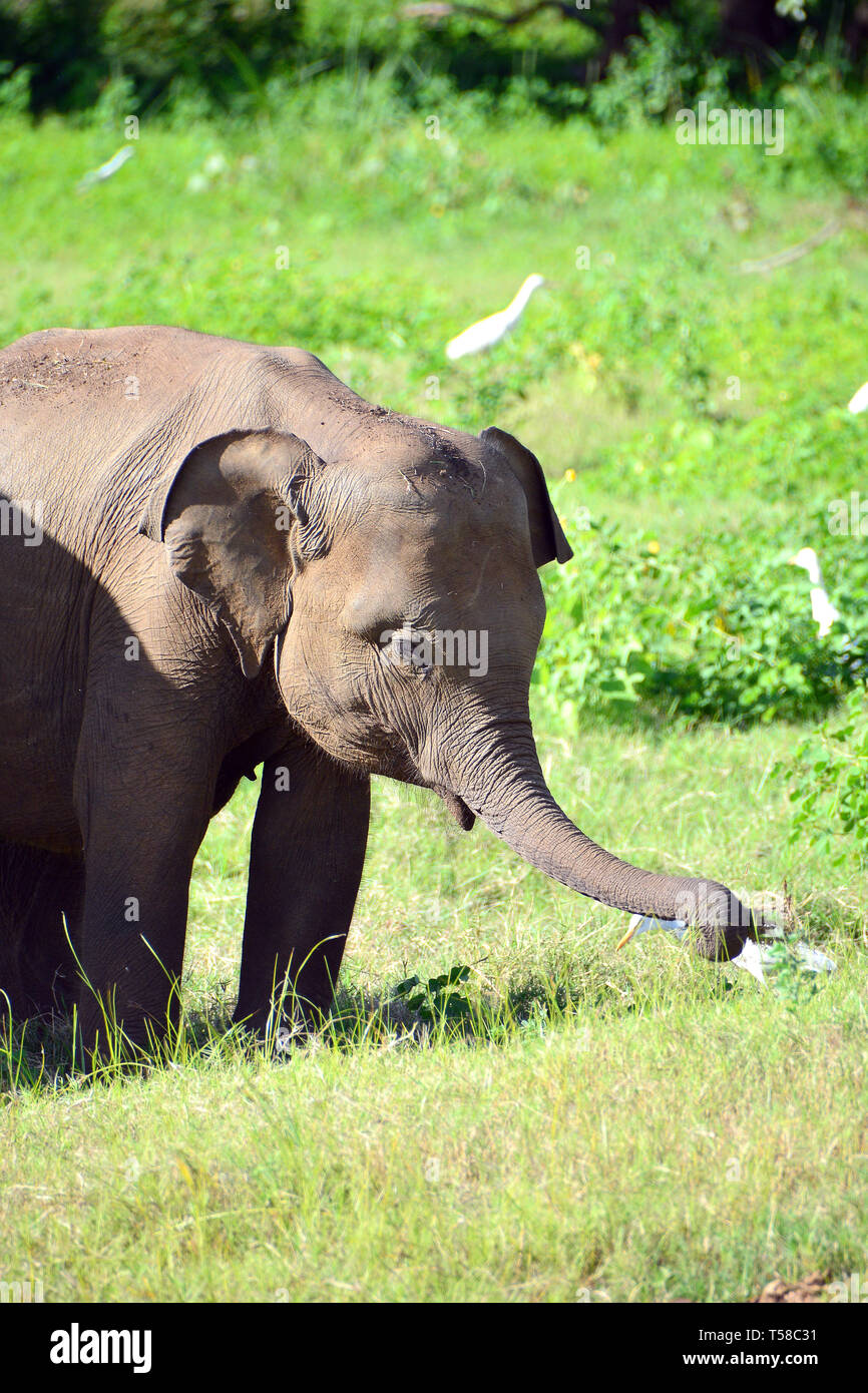 Sri Lankan elephant, Elephas maximus maximus, Minneriya National Park