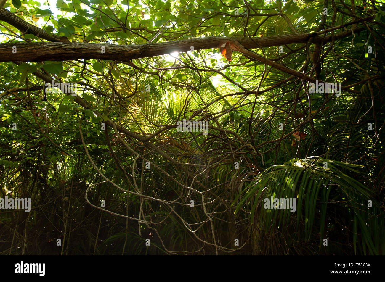 Dense Underbrush High Resolution Stock Photography and Images - Alamy