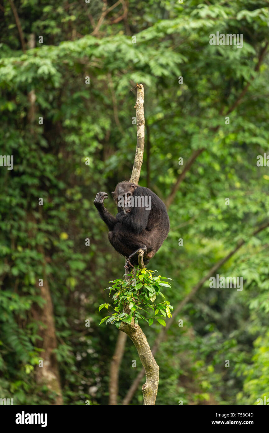 Male Nigeria-Cameroon chimpanzee in a tree in the Buanchor jungle, Afi Mountain, Southern Nigeria Stock Photo