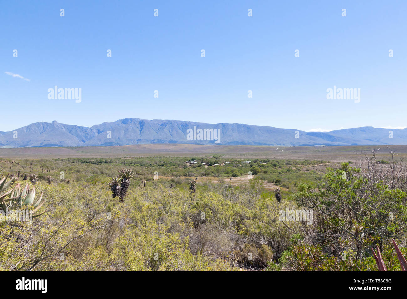 Renosterveld vegetation and Riviersonderend Mountains with campsite and rest camp, Bontebok National Park,  Swellendam, Western Cape, South Africa Stock Photo