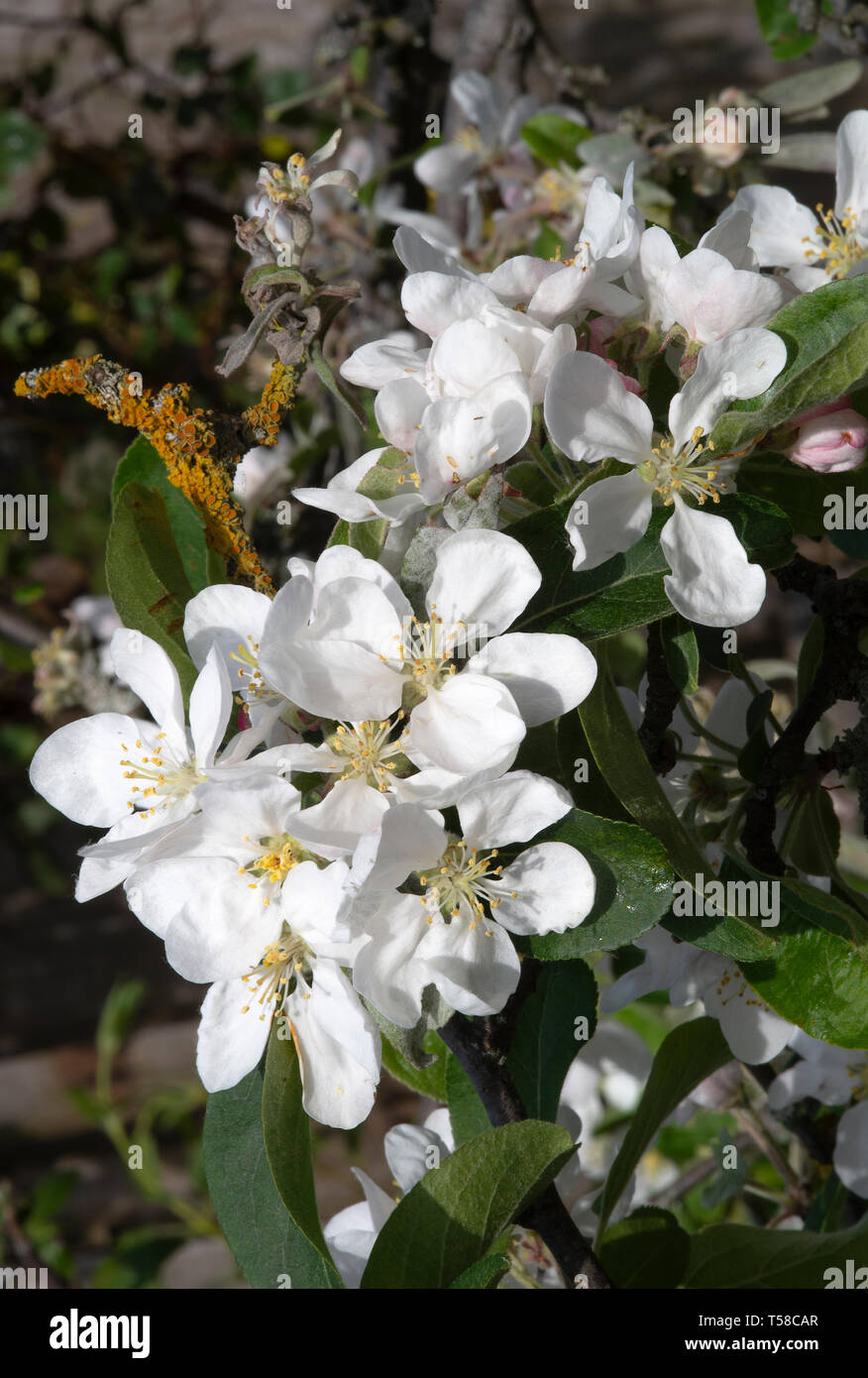 Dwarf crab apple tree hires stock photography and images Alamy