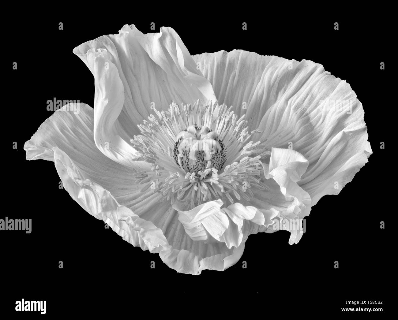 White poppy painting Black and White Stock Photos & Images Alamy