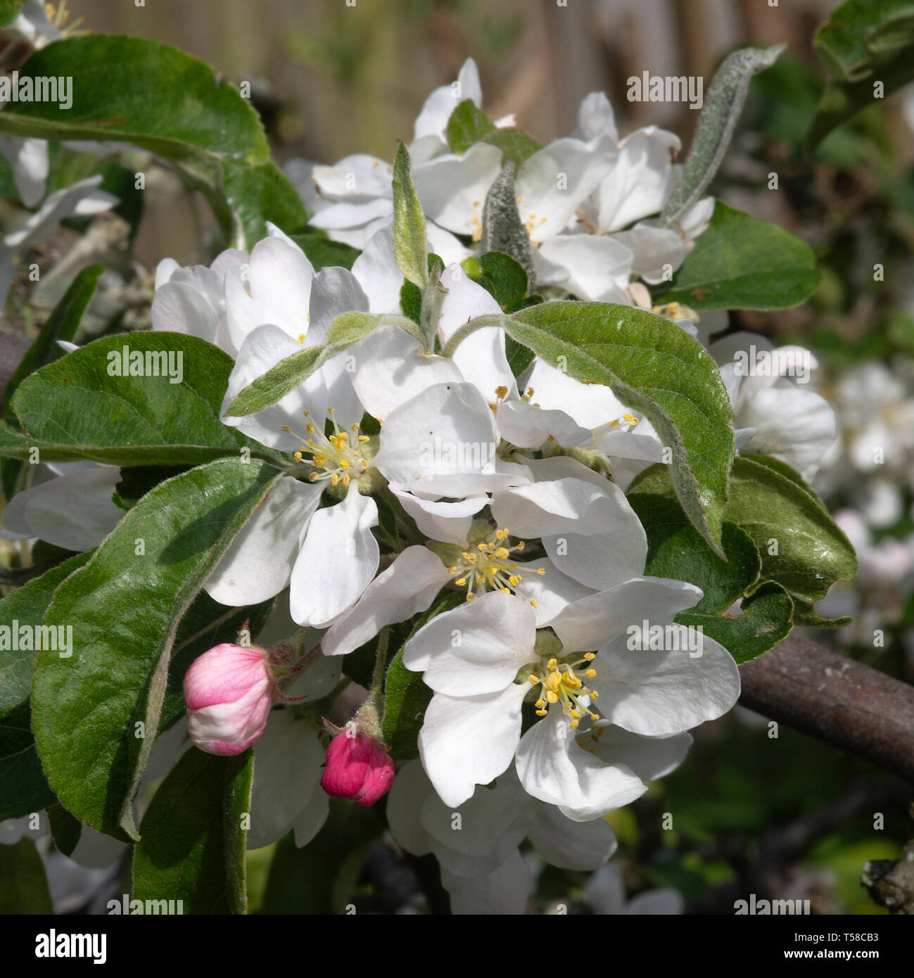 Beautiful Crabapple Blossom on a Crab Apple Tree in a Garden in Alsager