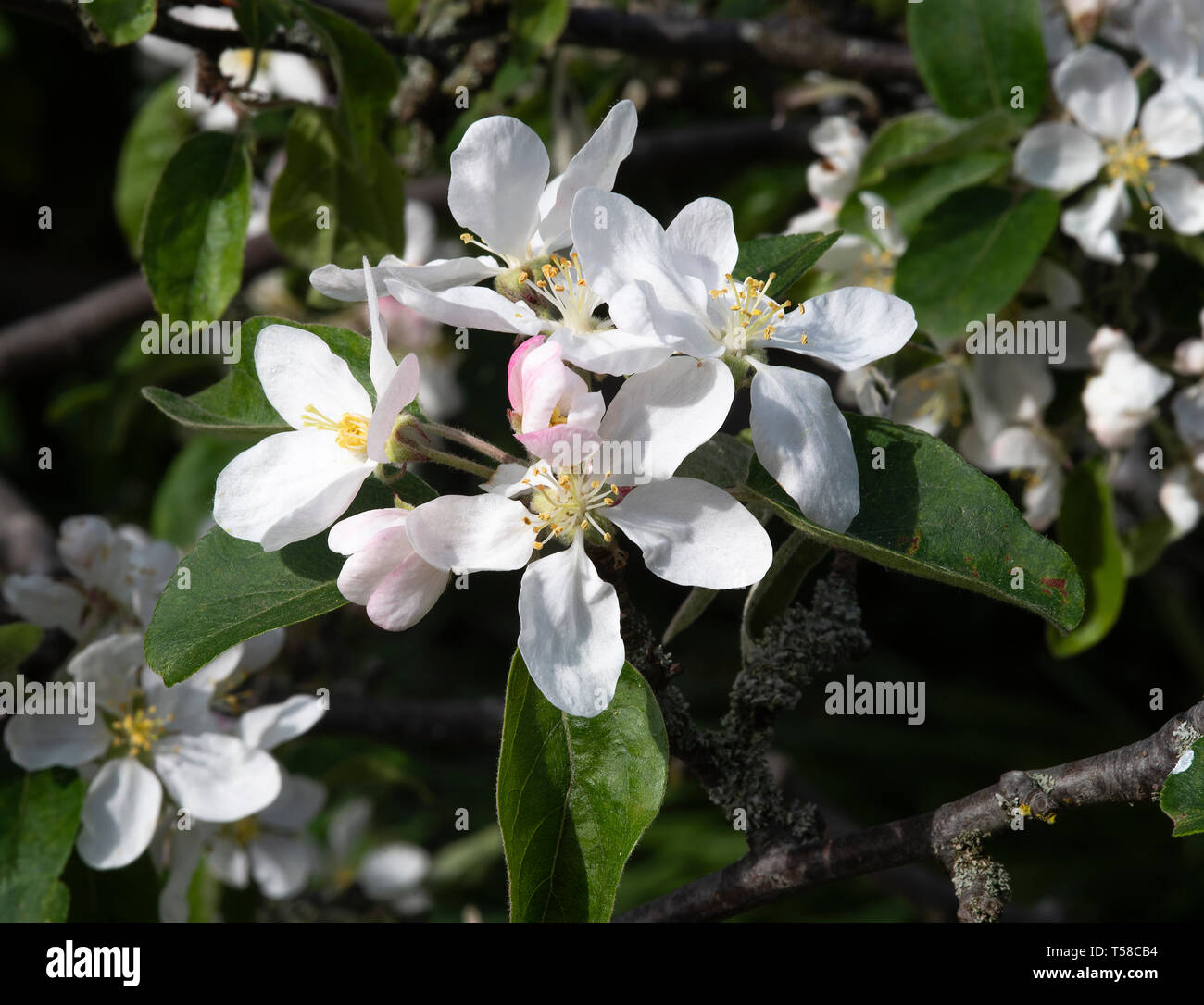 Dwarf crab apple tree hires stock photography and images Alamy