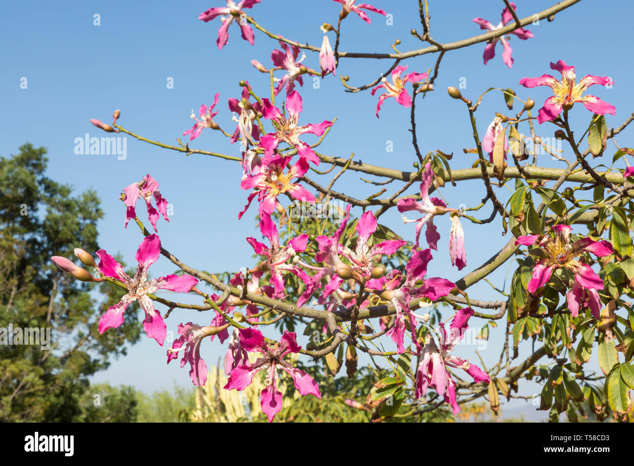 Pink flowering Chorisia speciosa, or Kapok Tree, native to subtropical South American forests, summer blooming, thorny trunk and branches, deciduous, Stock Photo