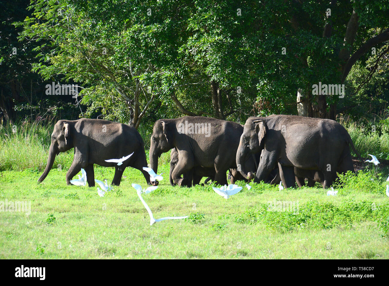 Sri Lankan elephant, Elephas maximus maximus, Minneriya National Park