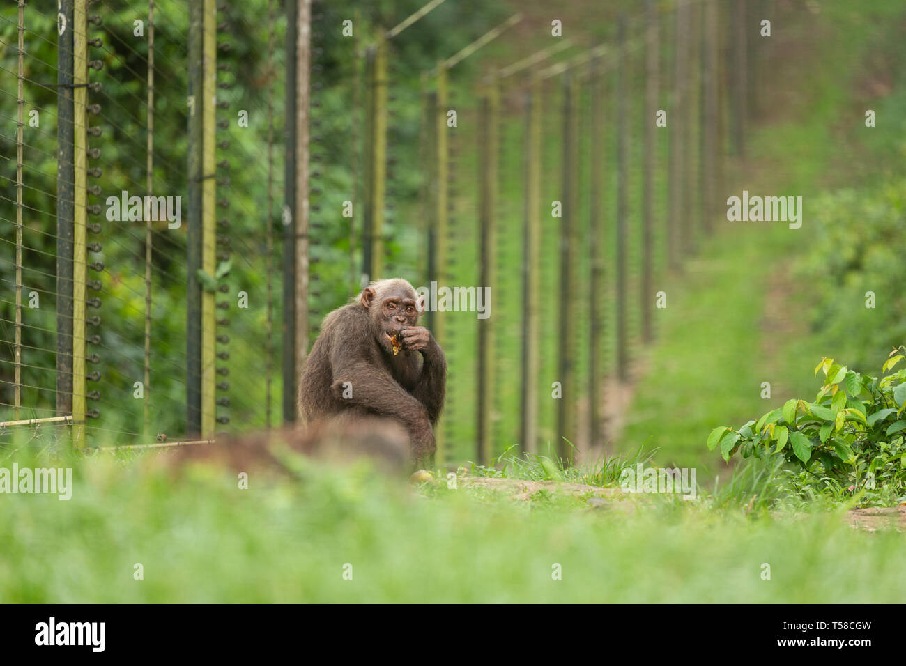 Captive Nigeria-Cameroon chimpanzee at the Drill Ranch, Cross River state, Nigeria Stock Photo