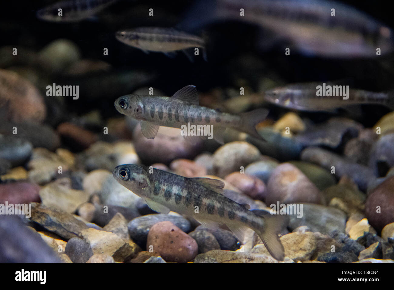 atlantic salmon parr Stock Photo Alamy