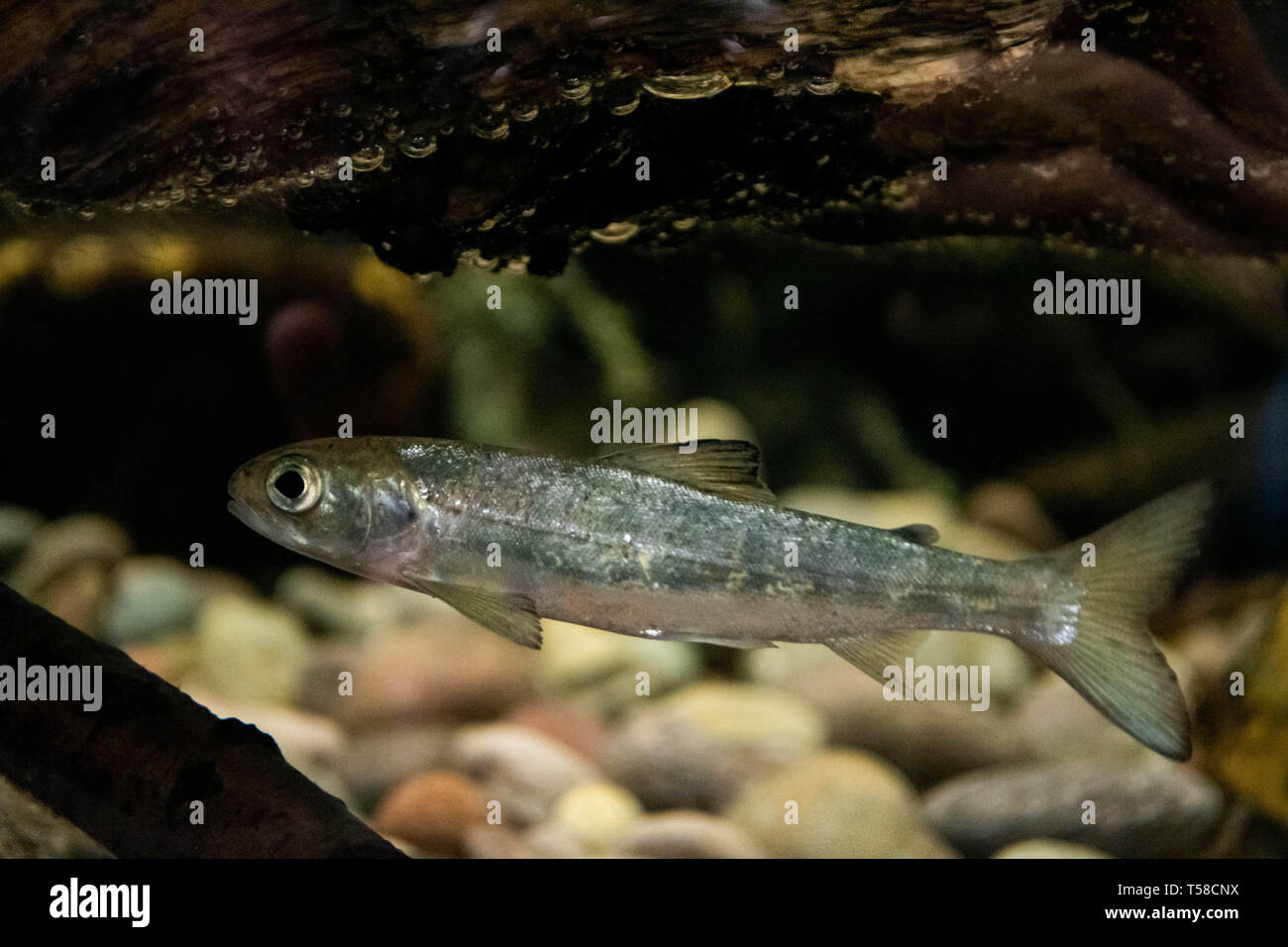 Atlantic Salmon Smolt Stock Photo Alamy