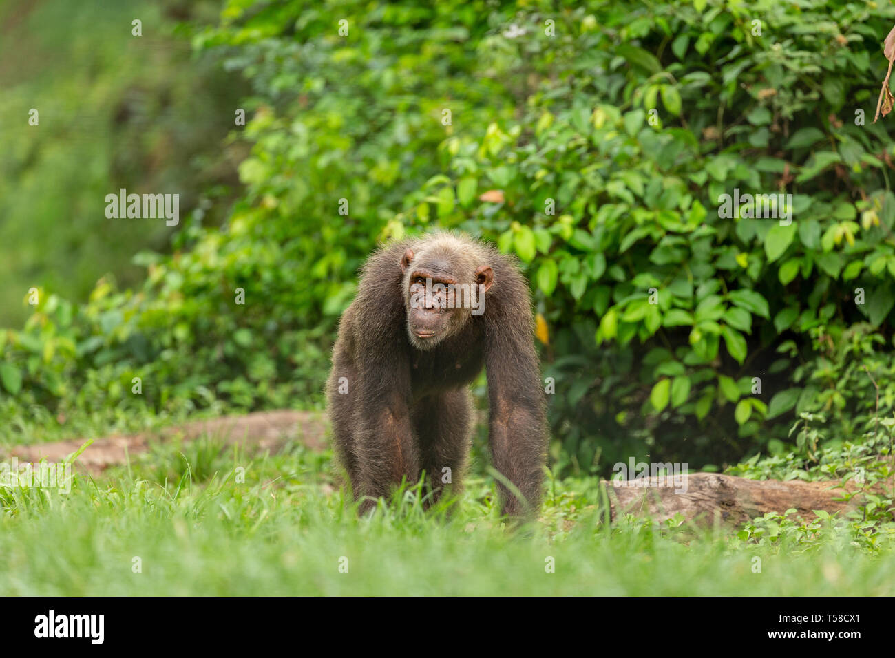 Nigeria-Cameroon chimpanzee in the Buanchor jungle, Afi Mountain, Southern Nigeria Stock Photo