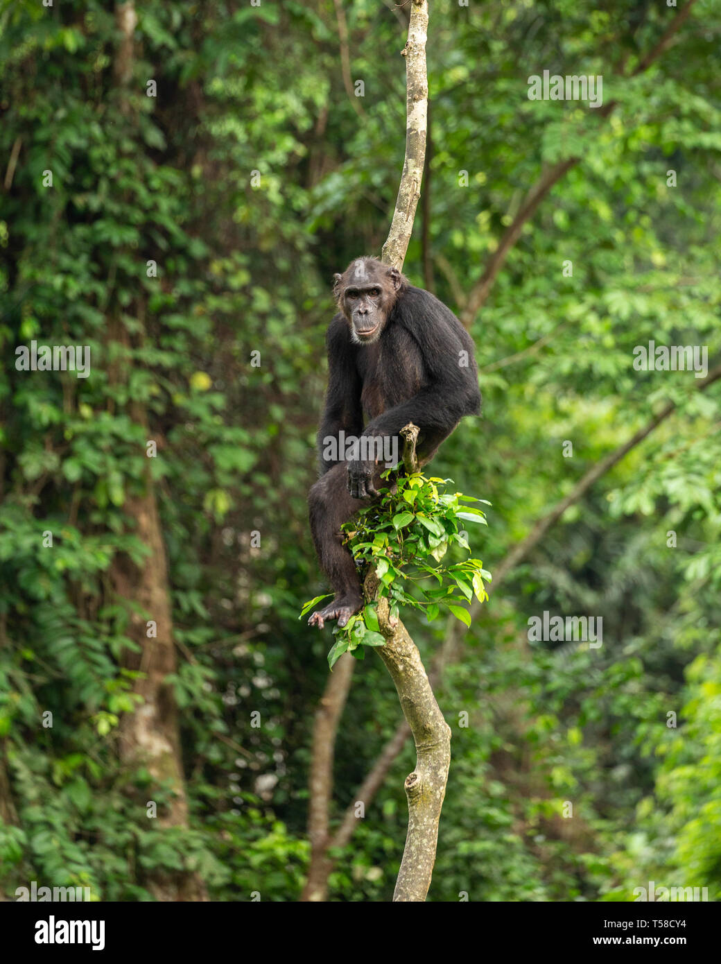 Male Nigeria-Cameroon chimpanzee in a tree in the Buanchor jungle, Afi Mountain, Southern Nigeria Stock Photo
