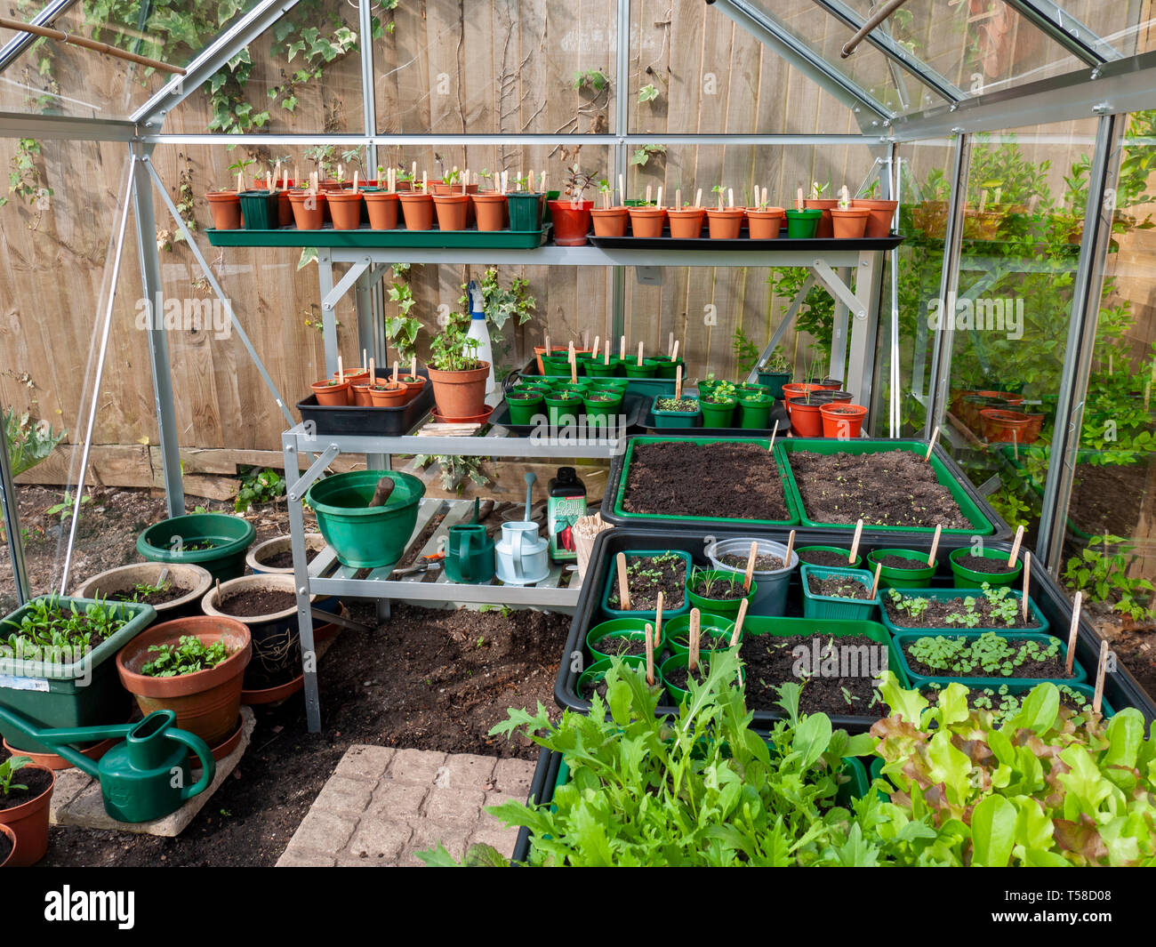 Seedlings growing in an amateur gardener's greenhouse in spring. Stock Photo