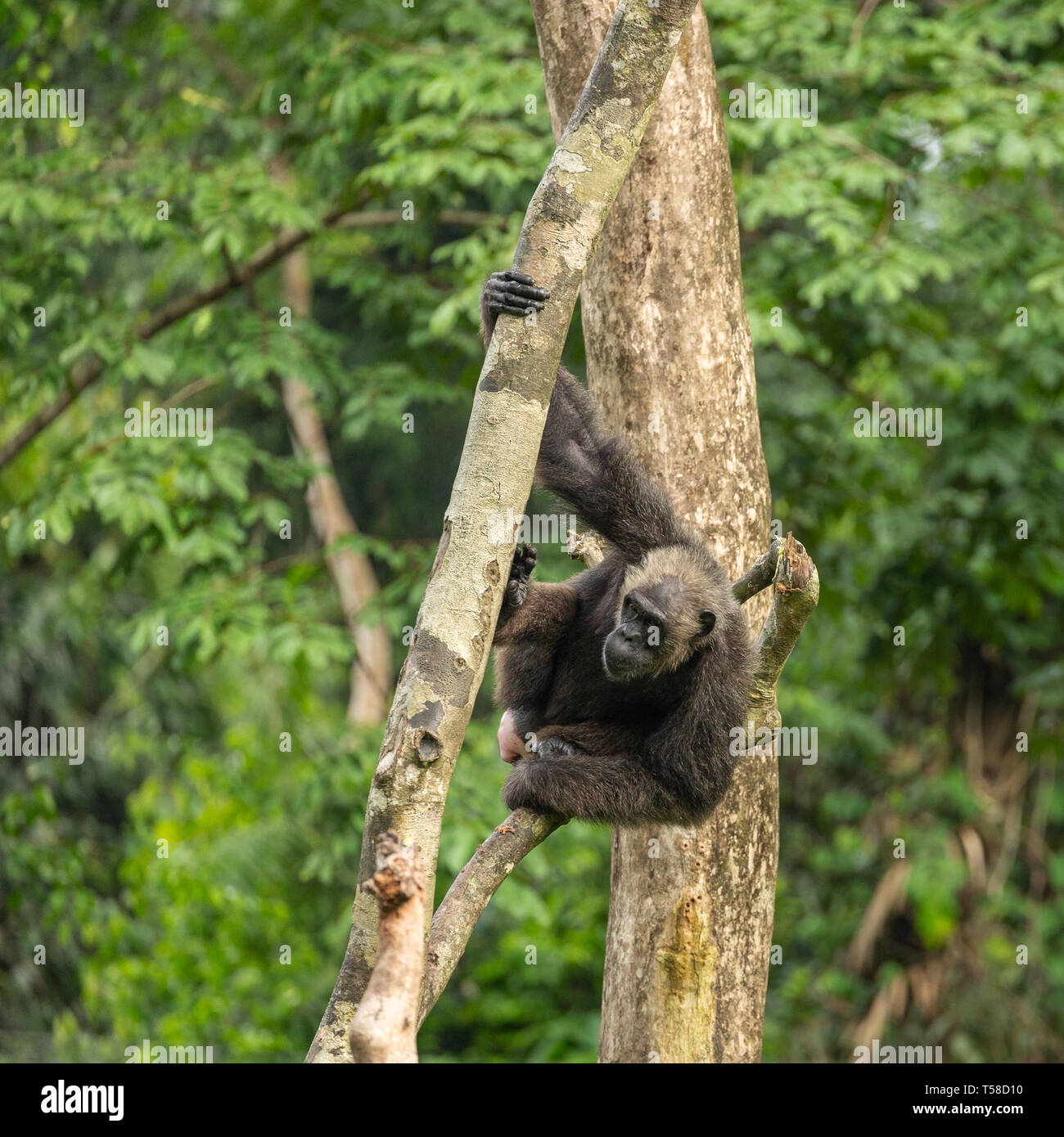 Female Nigeria-Cameroon chimpanzee that is in season (ready to breed) in a tree in the Buanchor jungle, Afi Mountain, Southern Nigeria Stock Photo
