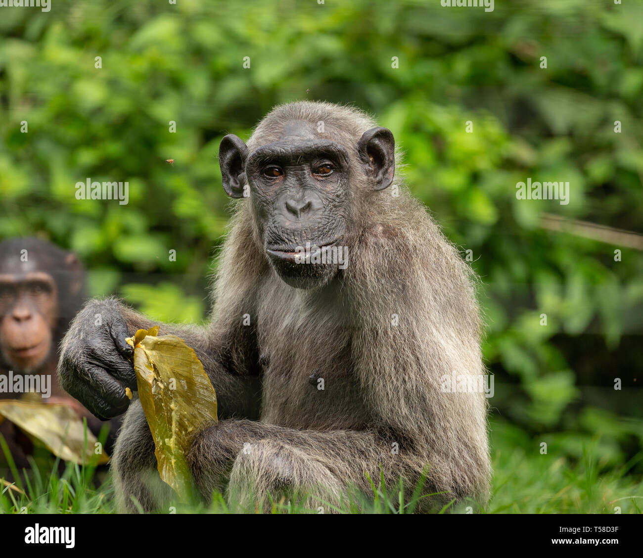 Elderly Nigeria-Cameroon chimpanzee in the Buanchor jungle, Afi Mountain, Southern Nigeria Stock Photo
