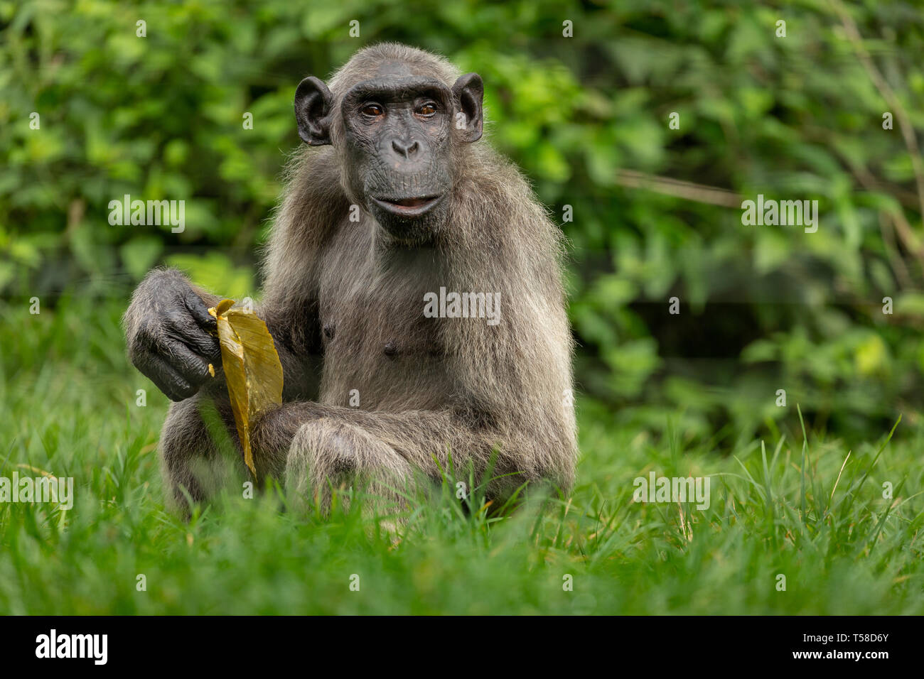 Elderly Nigeria-Cameroon chimpanzee in the Buanchor jungle, Afi Mountain, Southern Nigeria Stock Photo