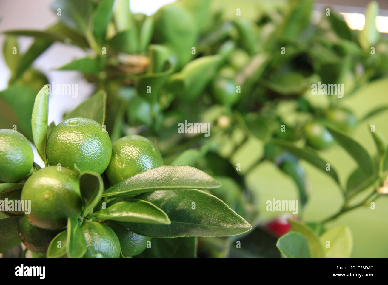 Limettenbaum Limetree Stock Photo