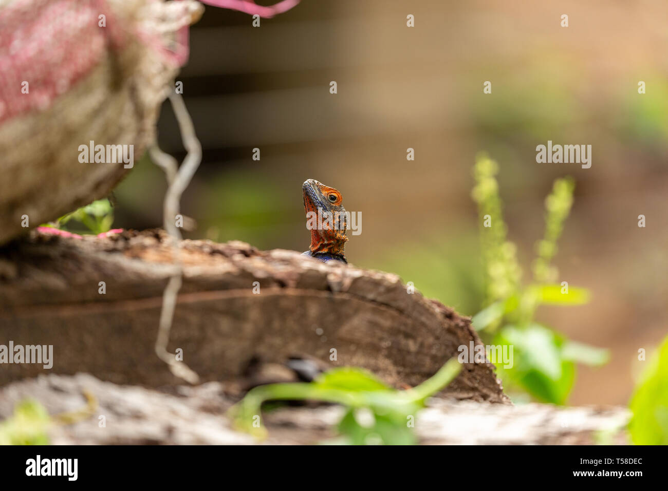 Male Lebreton's red headed agama lizard Stock Photo