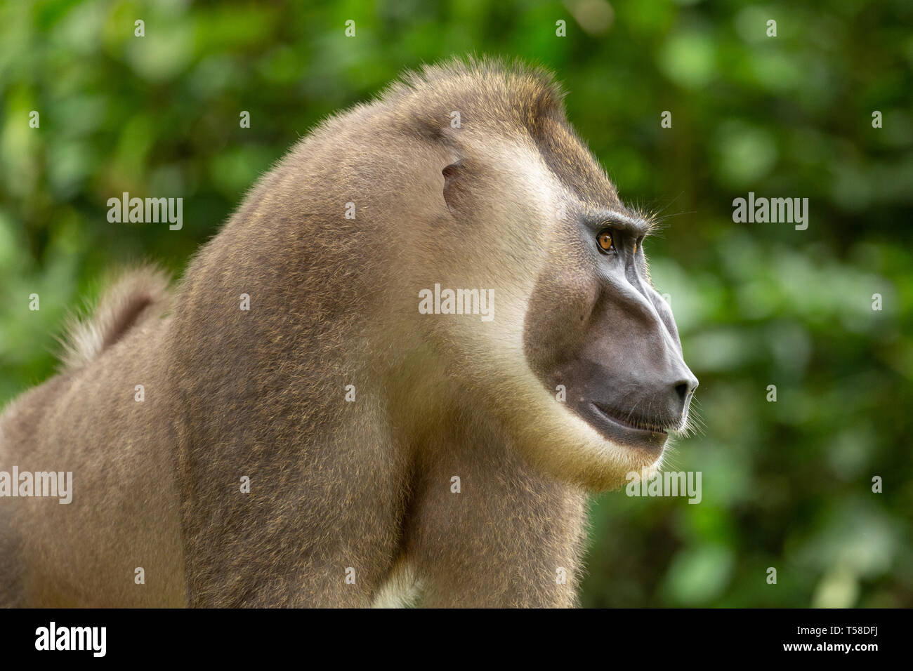 Sub-adult male drill monkey Stock Photo - Alamy