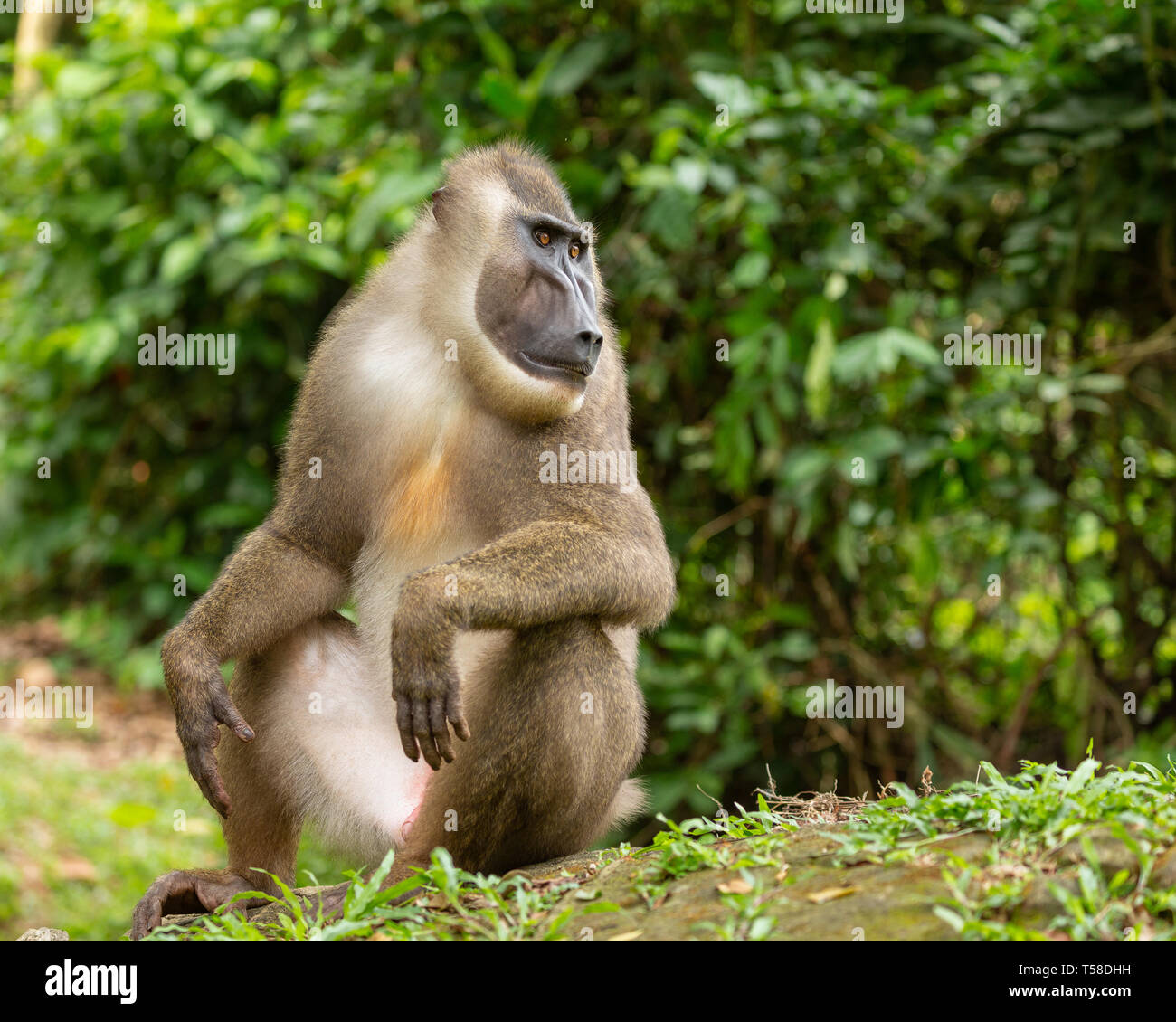 Sub-adult male drill monkey Stock Photo - Alamy
