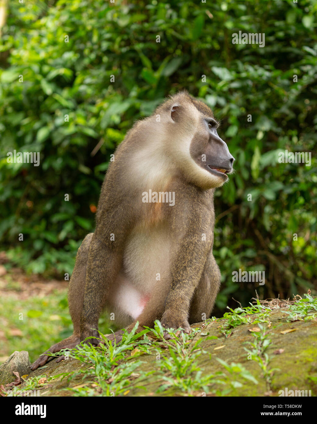 Sub-adult male drill monkey Stock Photo - Alamy