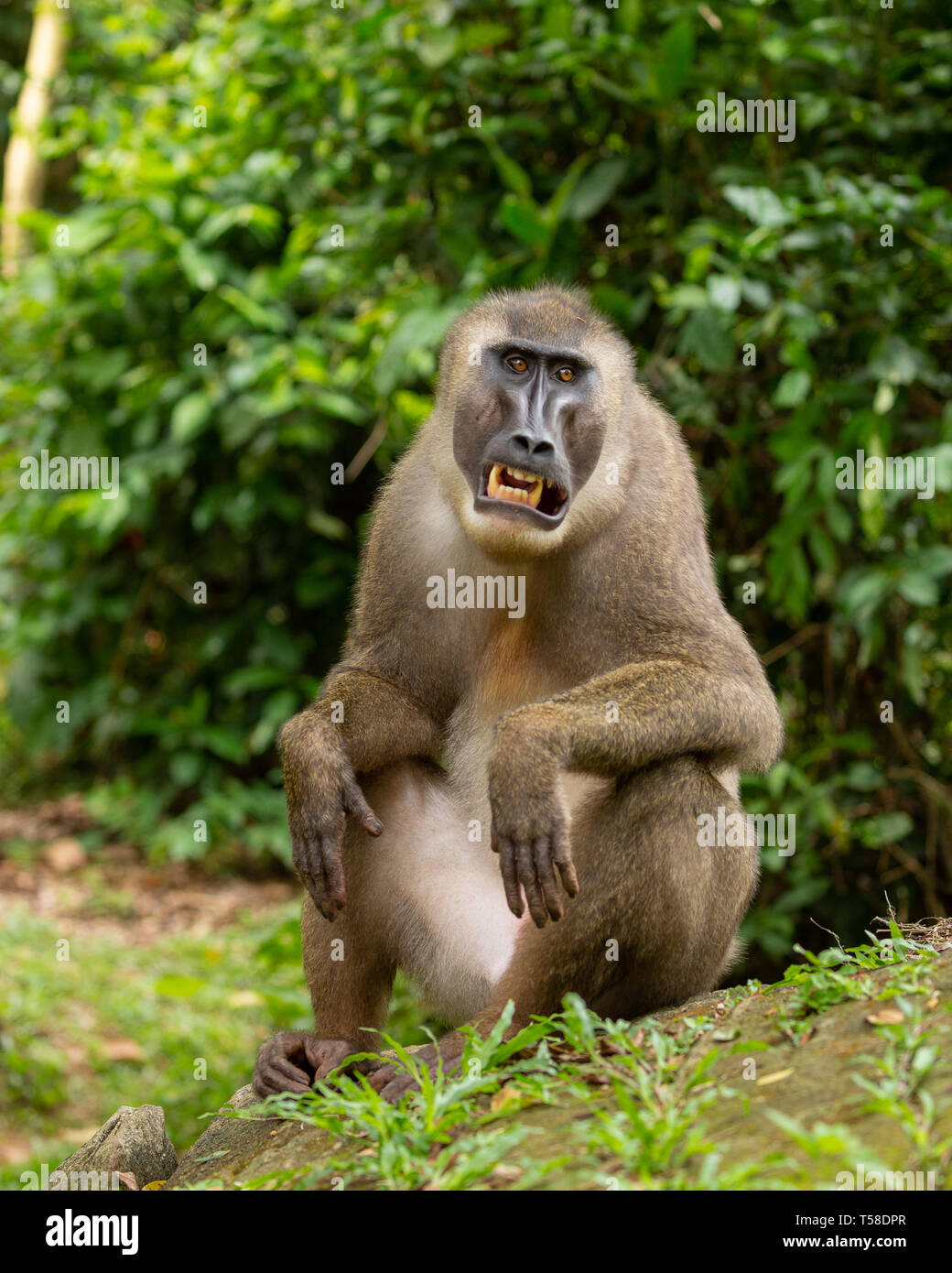 Drill monkey grinning Stock Photo