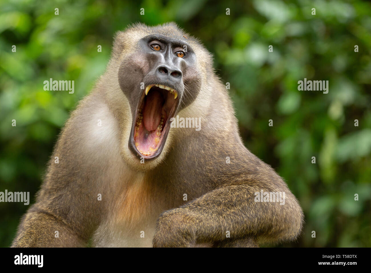 Drill monkey yawning in the Afi Mountain, Nigeria Stock Photo
