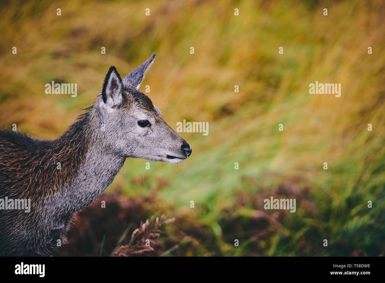 Red Deer Fawns, alongside there mothers. Glen Etive Scotland in Autumn Stock Photo