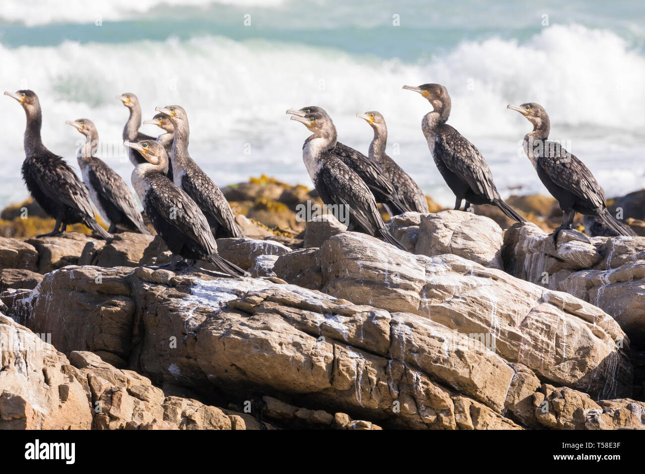 White-breasted cormorants, Phalacrocorax carbo, Phalacrocorax lucidus, facing into strong wind Struisbaai, Cape l'Agulhas, Western Cape, South Africa Stock Photo