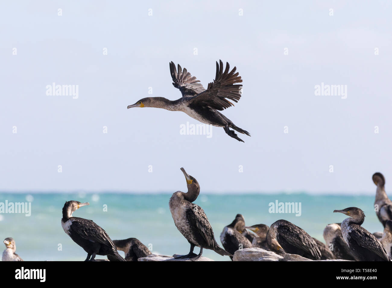 White-breasted cormorants flying, Phalacrocorax carbo, Phalacrocorax lucidus, colony at Struisbaai, Cape l'Agulhas, Western Cape, South Africa Stock Photo