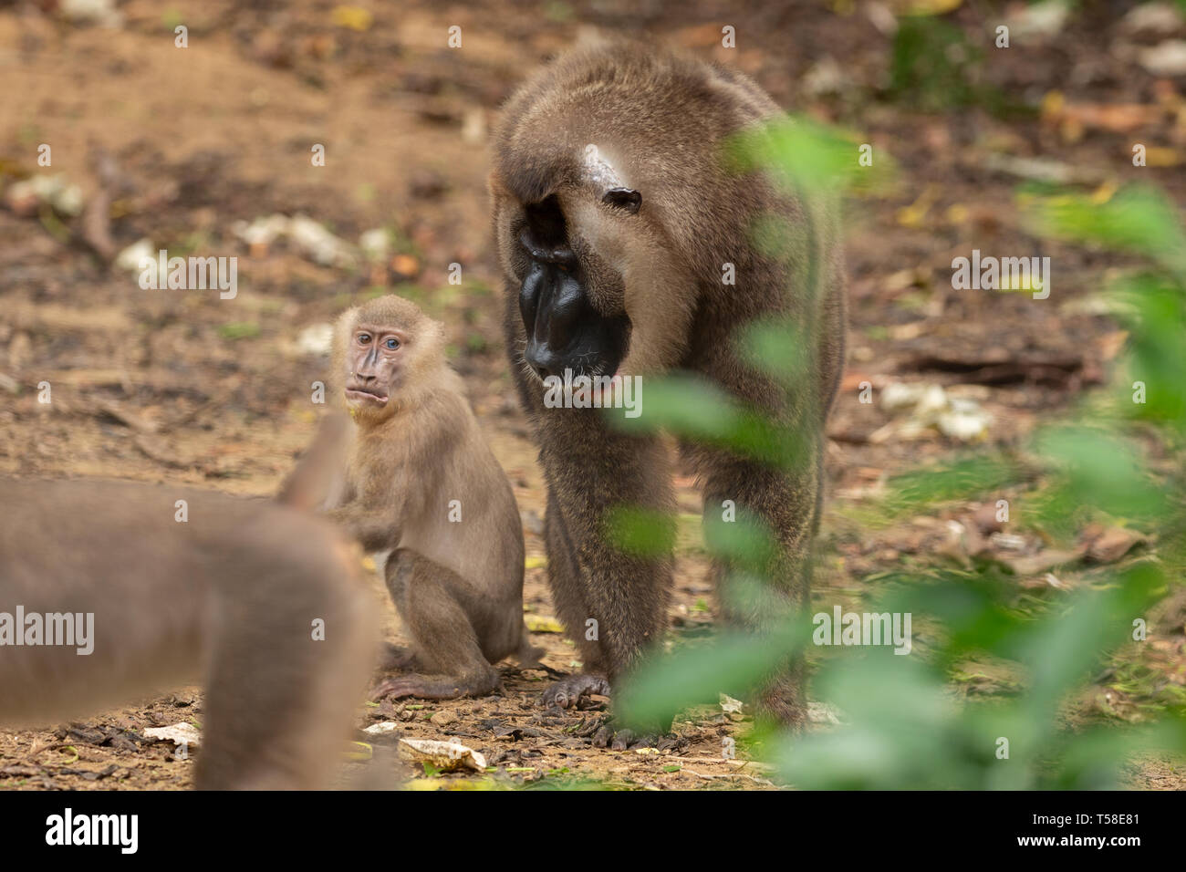 Adult male drill monkey with baby drill monkey Stock Photo