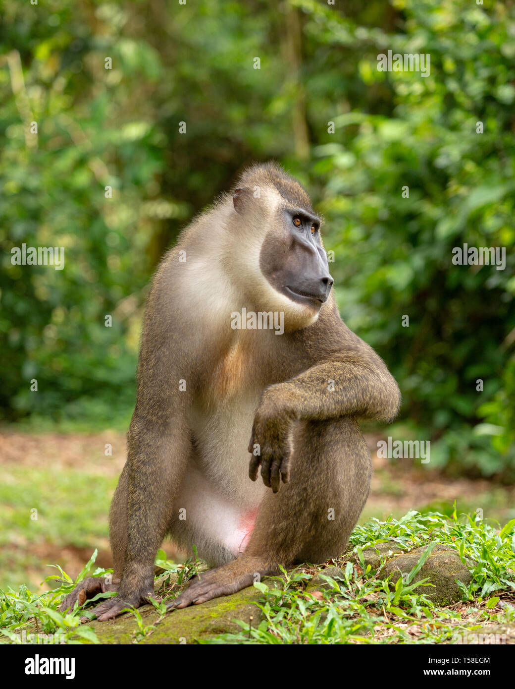 Sub-adult male drill monkey Stock Photo - Alamy