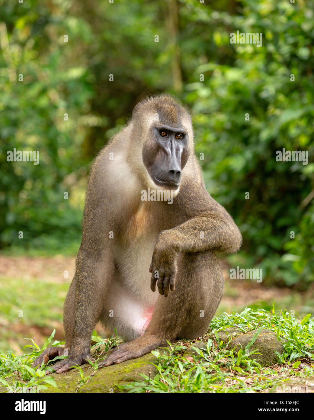 Sub-adult male drill monkey Stock Photo - Alamy