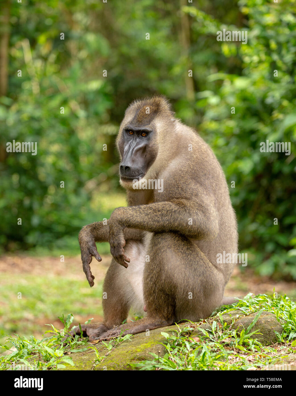 Sub-adult male drill monkey Stock Photo - Alamy