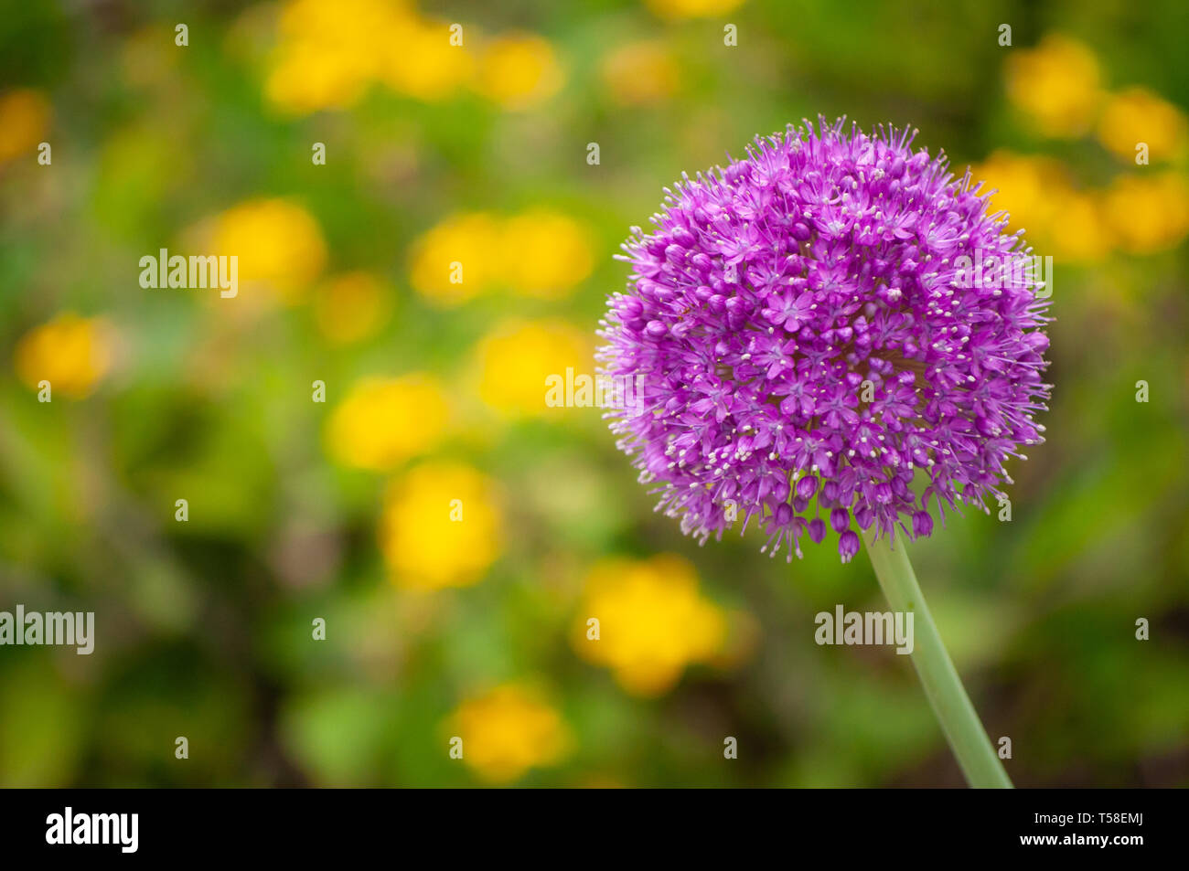 purple allium flower Stock Photo