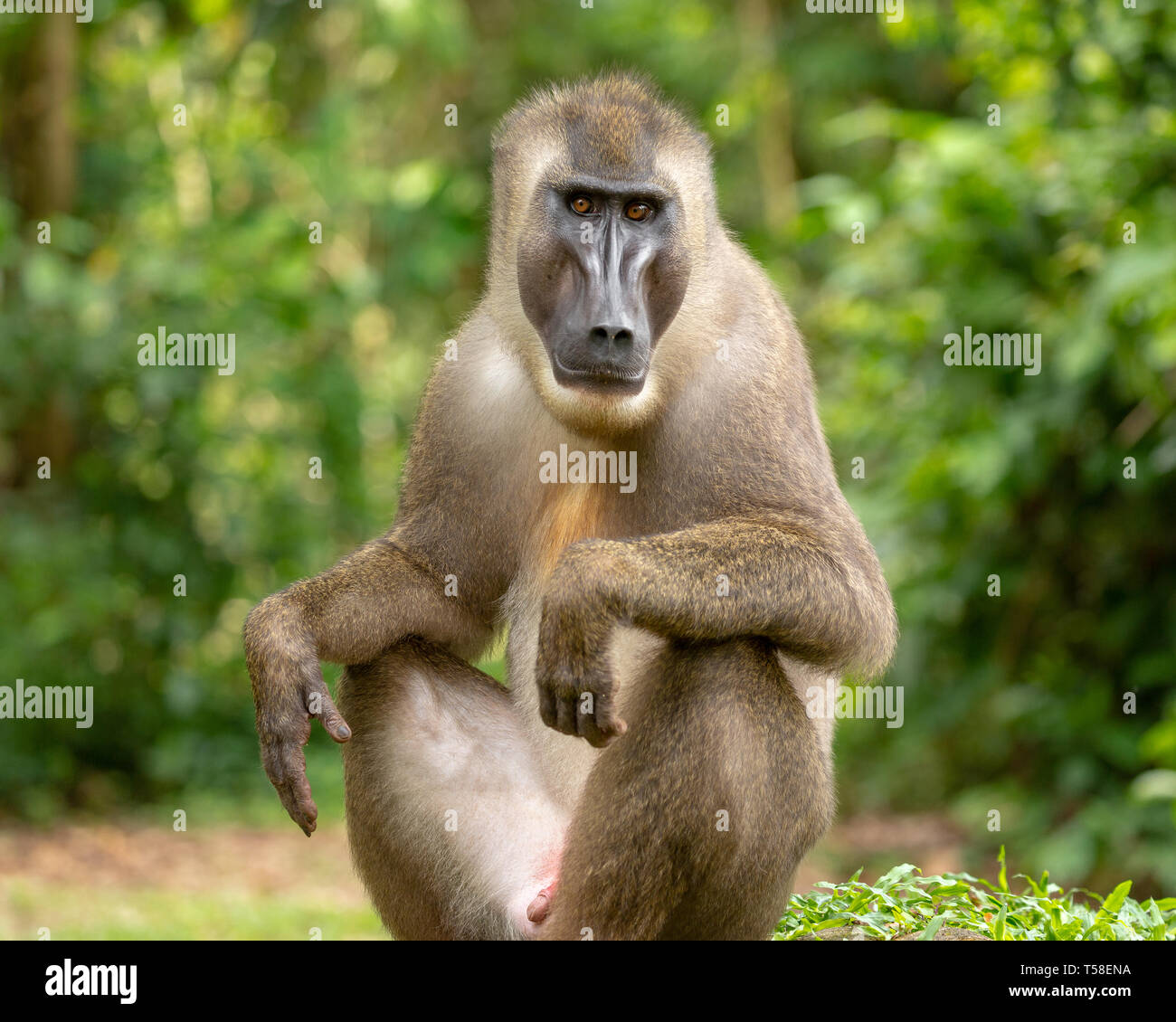 Sub-adult male drill monkey Stock Photo - Alamy