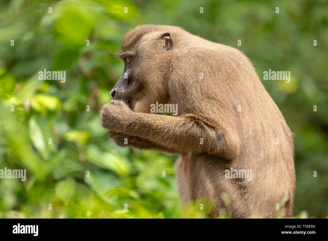 Juvenile drill monkey eating Stock Photo