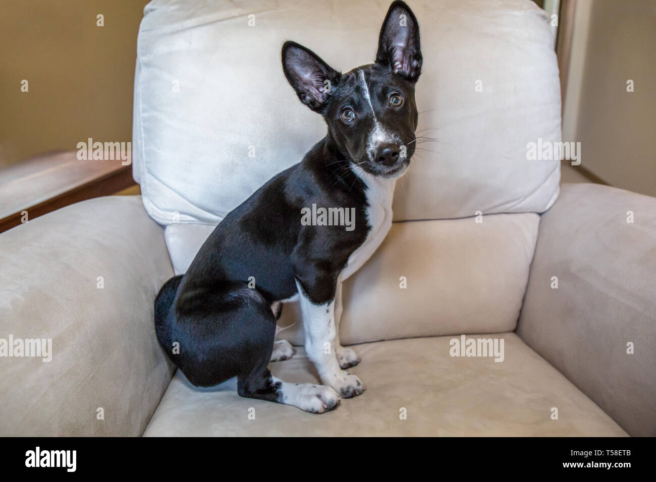 Three month old Basenji puppy "Oberon" sitting on a chair in Covington