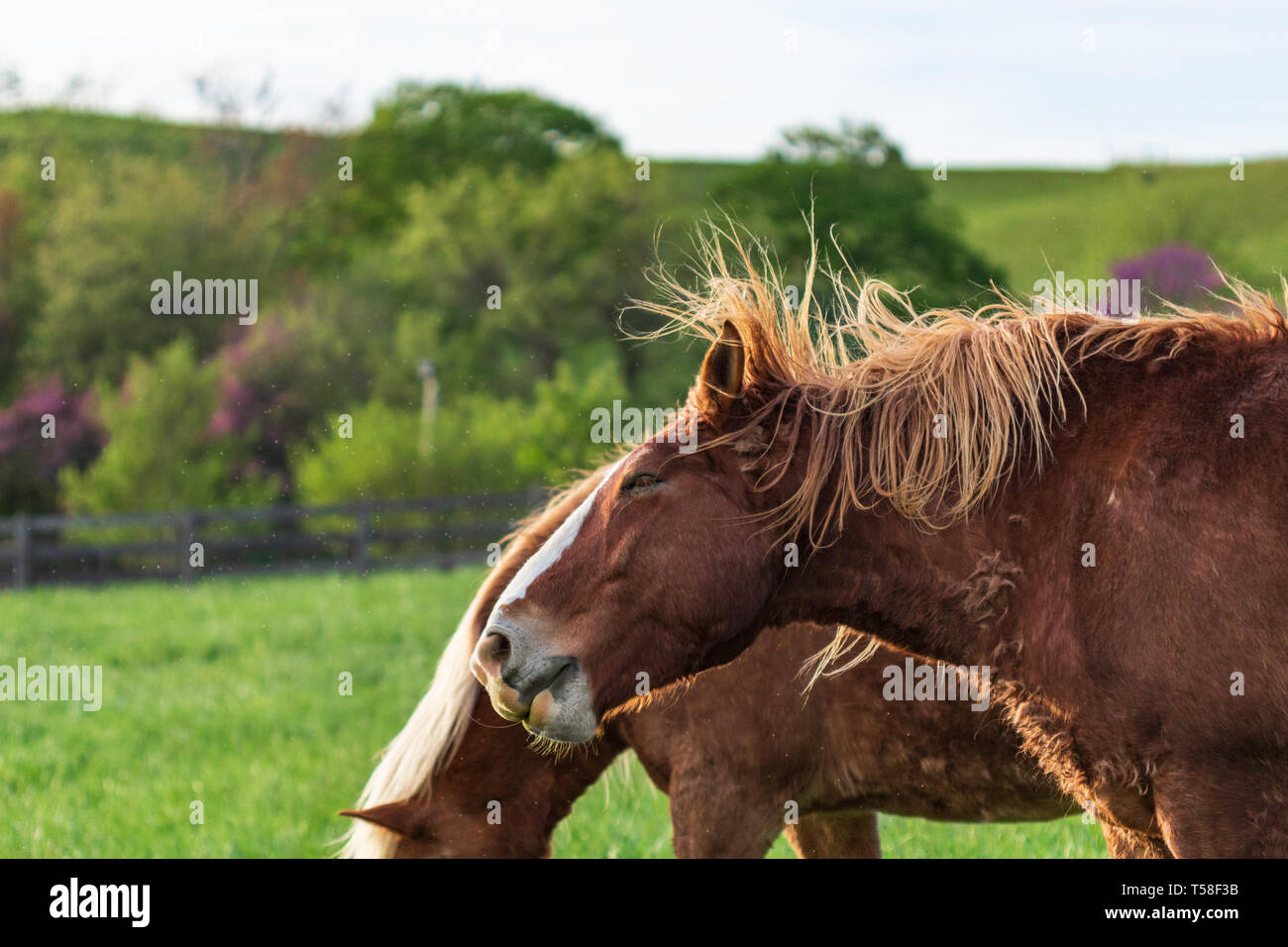 A horse's flaxen mane is ruffled by the wind. Stock Photo