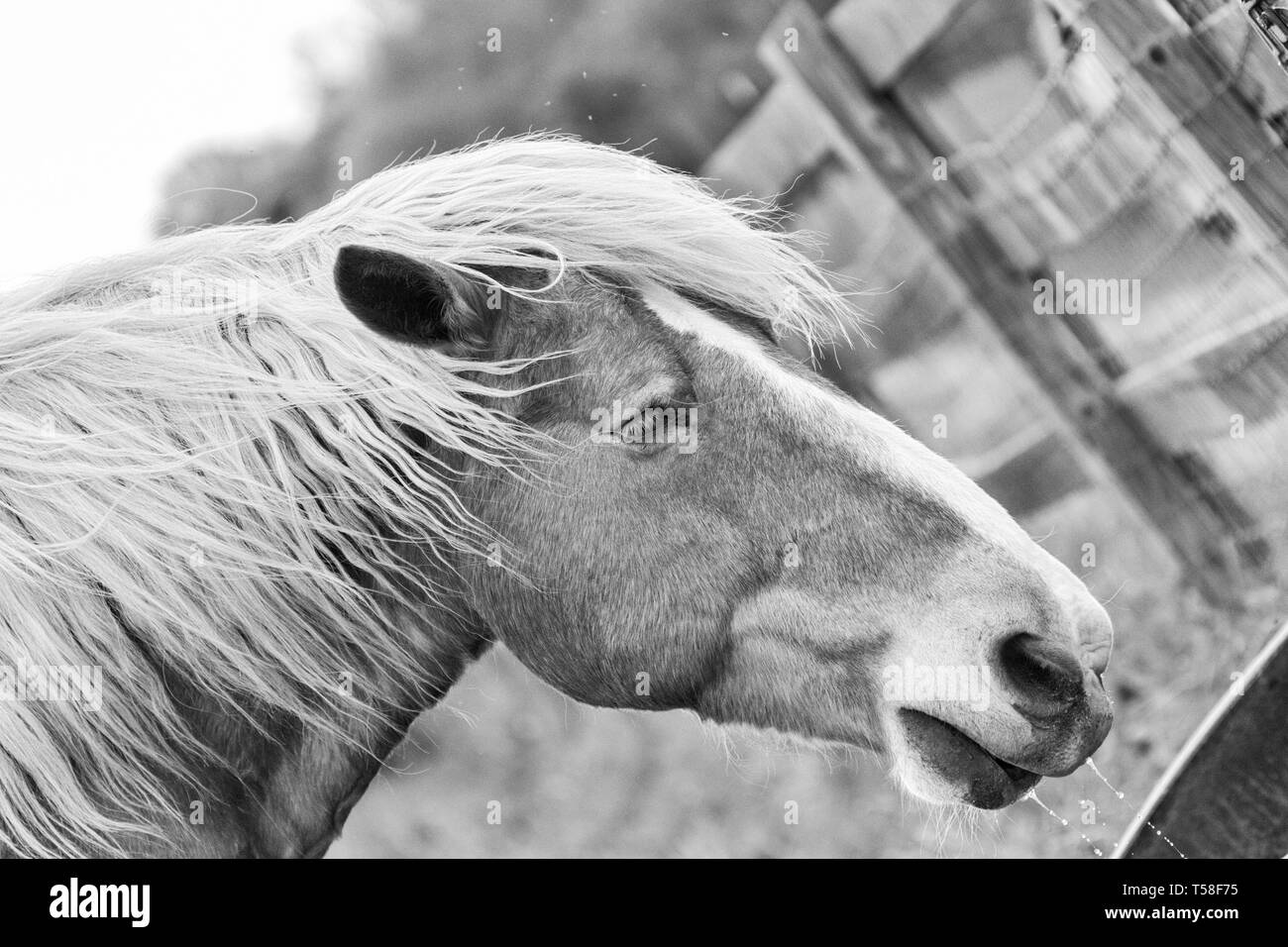 A Belgian draft horse (Equus ferus caballus) drinks water on a farm Stock Photo