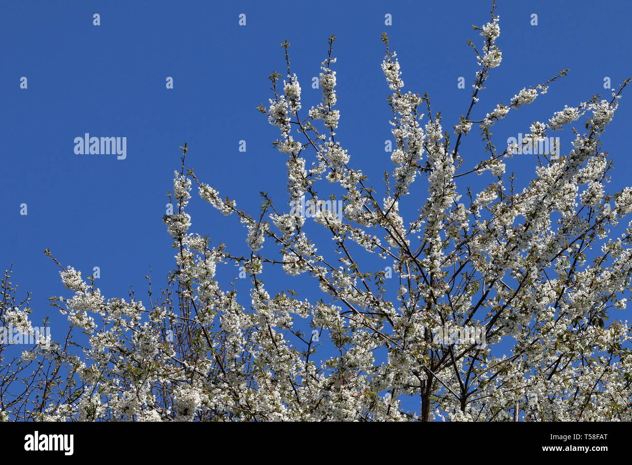 White blossom shot against a cloudless blue sky Stock Photo
