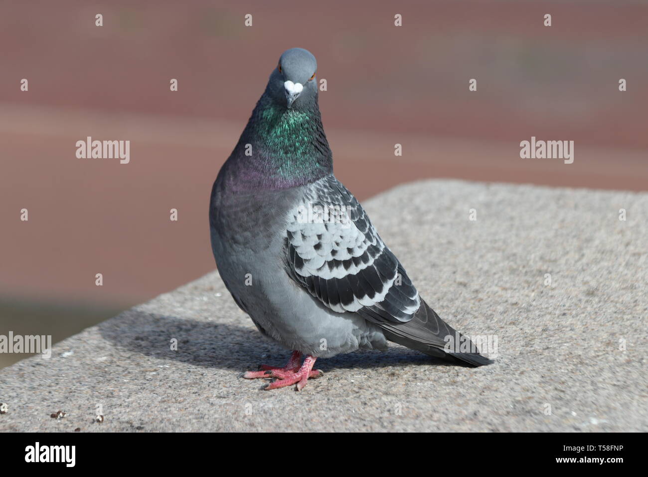 Pigeon in gray and green searching for food in the city Stock Photo Biology Diagrams