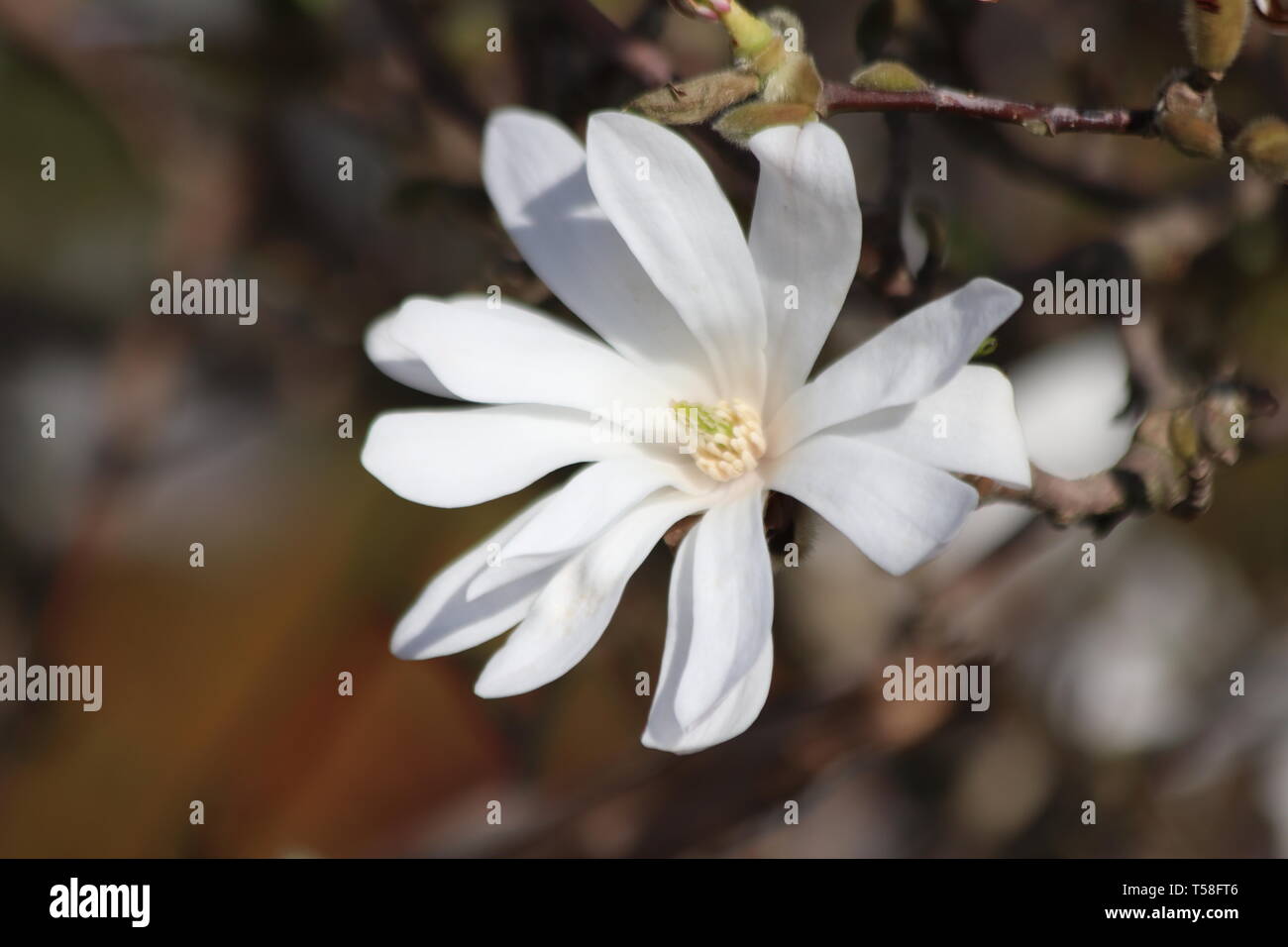 Magnolia Stellata or Royal star with big white flowers during springtime in a garden Stock Photo
